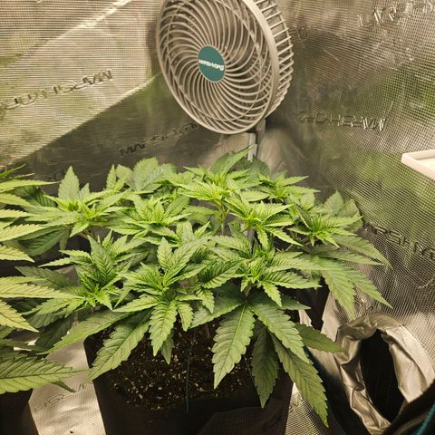 Critical (RQS) indoor growlog timeline photo
