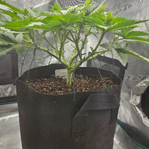 Critical (RQS) indoor growlog timeline photo