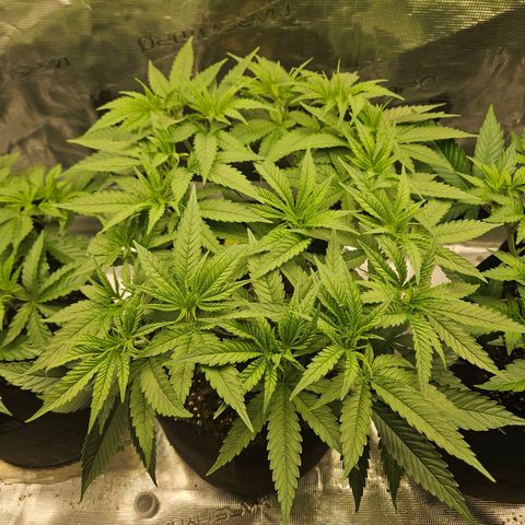 Biscotti (RQS) indoor  growlog timeline photo