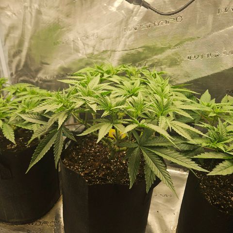 Biscotti (RQS) indoor  growlog timeline photo