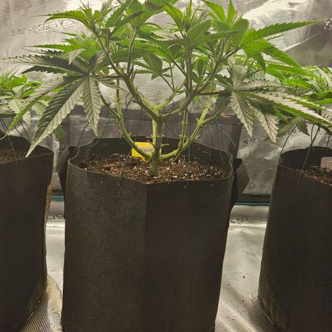 Biscotti (RQS) indoor  growlog timeline photo