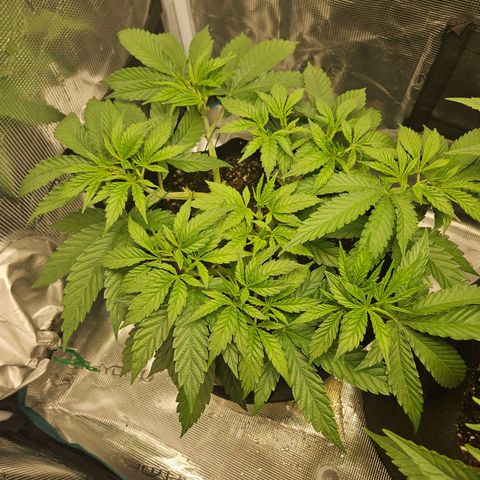 Gelato #44 RQS indoor growlog timeline photo