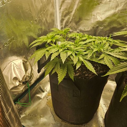 Gelato #44 RQS indoor growlog timeline photo