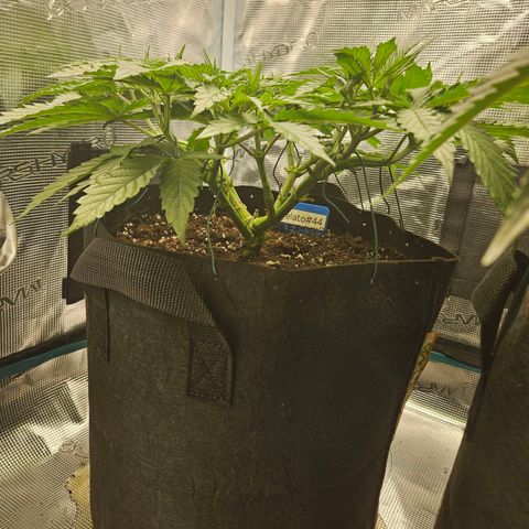 Gelato #44 RQS indoor growlog timeline photo
