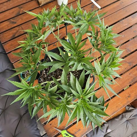 Biscotti (RQS) indoor  growlog timeline photo
