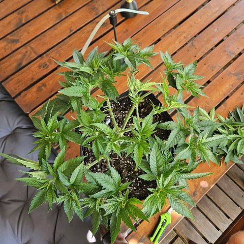 Critical (RQS) indoor growlog timeline photo