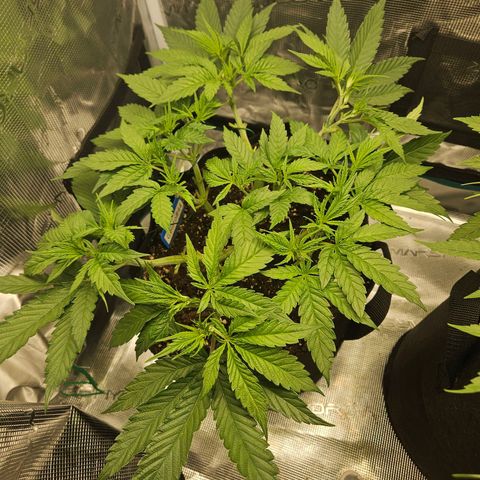 Gelato #44 RQS indoor growlog timeline photo