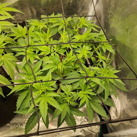 Critical (RQS) indoor growlog timeline photo