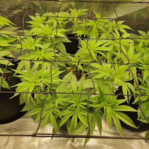 Biscotti (RQS) indoor  growlog timeline photo