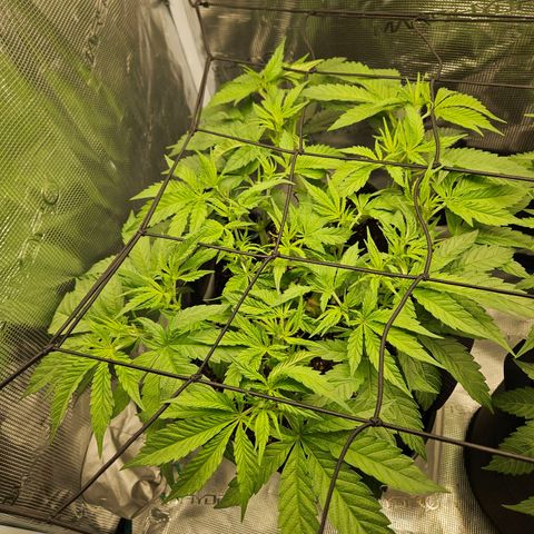 Gelato #44 RQS indoor growlog timeline photo