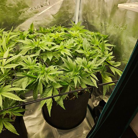 Critical (RQS) indoor growlog timeline photo