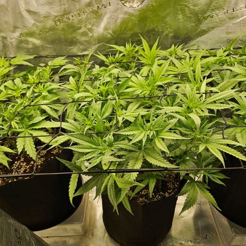 Biscotti (RQS) indoor  growlog timeline photo