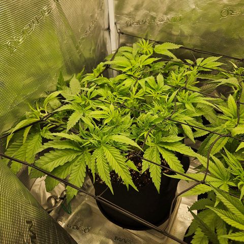 Gelato #44 RQS indoor growlog timeline photo