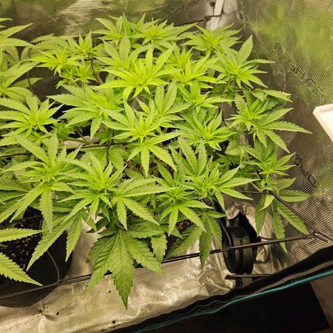 Critical (RQS) indoor growlog timeline photo