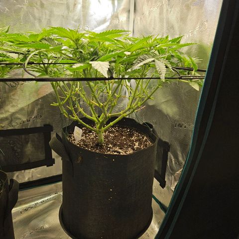 Critical (RQS) indoor growlog timeline photo