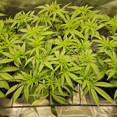 Biscotti (RQS) indoor  growlog timeline photo