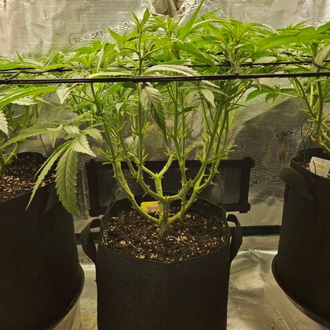 Biscotti (RQS) indoor  growlog timeline photo