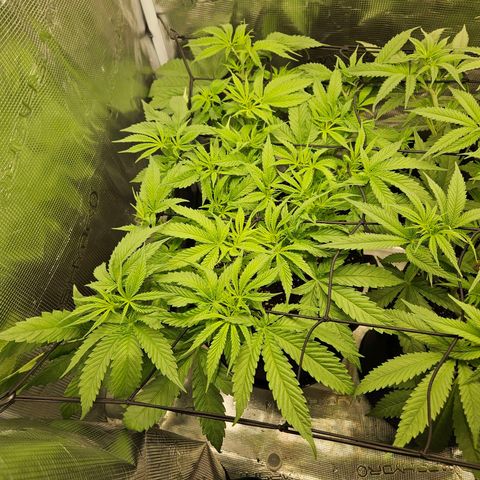 Gelato #44 RQS indoor growlog timeline photo