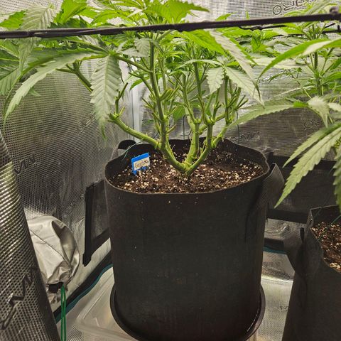 Gelato #44 RQS indoor growlog timeline photo