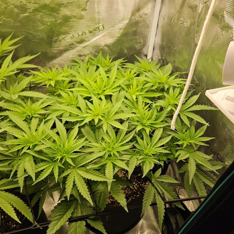 Critical (RQS) indoor growlog timeline photo