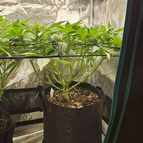 Critical (RQS) indoor growlog timeline photo