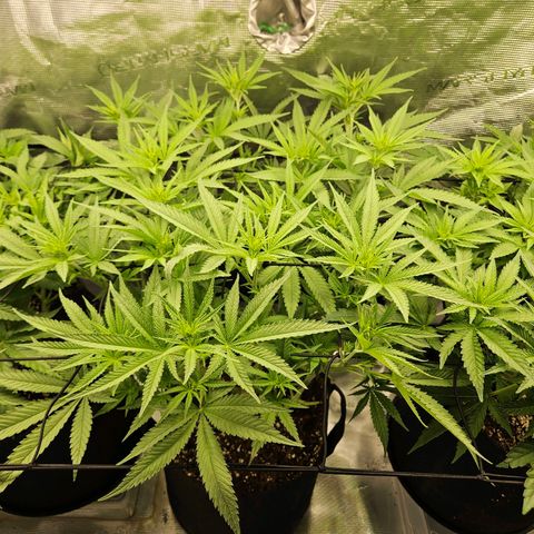 Biscotti (RQS) indoor  growlog timeline photo