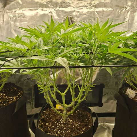 Biscotti (RQS) indoor  growlog timeline photo