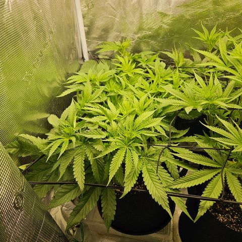 Gelato #44 RQS indoor growlog timeline photo