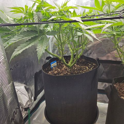 Gelato #44 RQS indoor growlog timeline photo