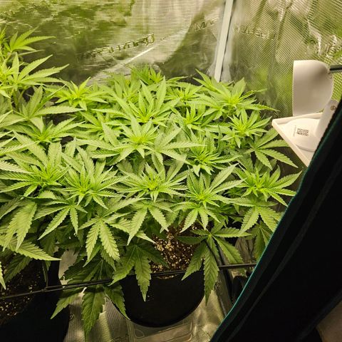 Critical (RQS) indoor growlog timeline photo