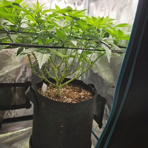 Critical (RQS) indoor growlog timeline photo