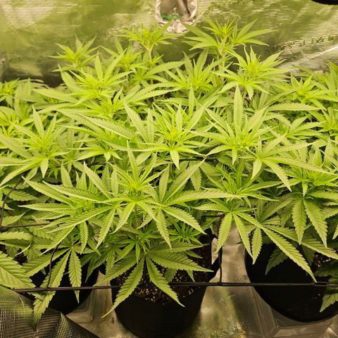 Biscotti (RQS) indoor  growlog timeline photo