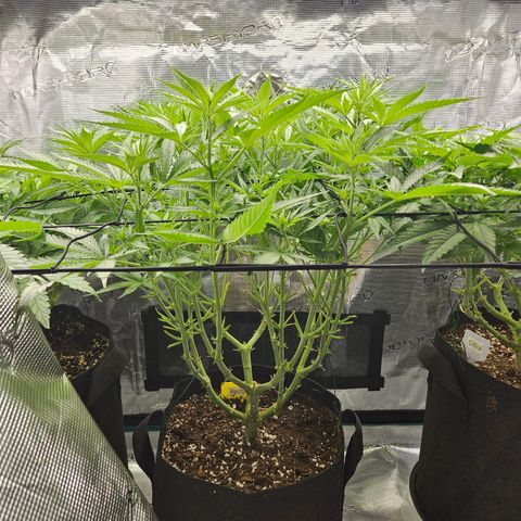 Biscotti (RQS) indoor  growlog timeline photo