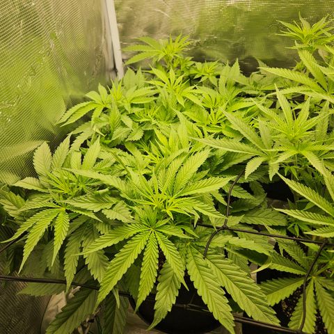 Gelato #44 RQS indoor growlog timeline photo