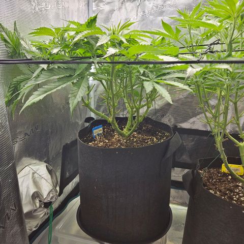 Gelato #44 RQS indoor growlog timeline photo