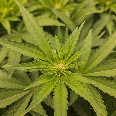 Critical (RQS) indoor growlog timeline photo