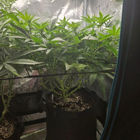 Critical (RQS) indoor growlog timeline photo