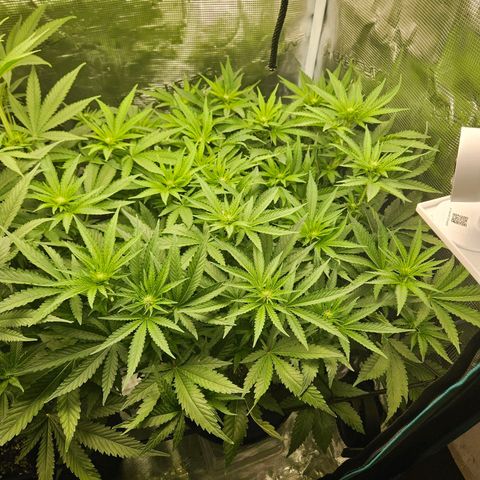 Critical (RQS) indoor growlog timeline photo