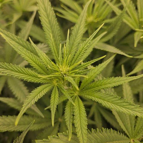 Biscotti (RQS) indoor  growlog timeline photo