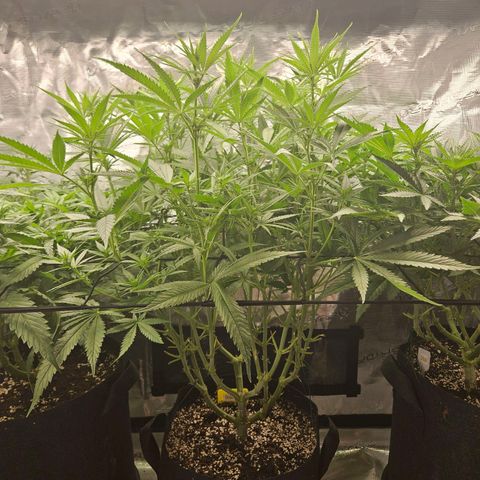 Biscotti (RQS) indoor  growlog timeline photo