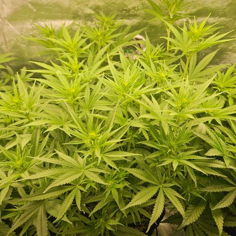 Biscotti (RQS) indoor  growlog timeline photo