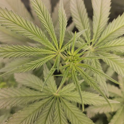 Gelato #44 RQS indoor growlog timeline photo
