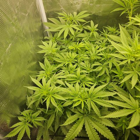 Gelato #44 RQS indoor growlog timeline photo