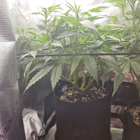 Gelato #44 RQS indoor growlog timeline photo