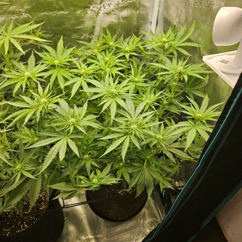 Critical (RQS) indoor growlog timeline photo