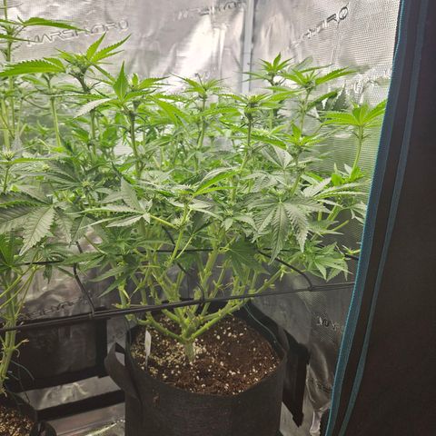 Critical (RQS) indoor growlog timeline photo
