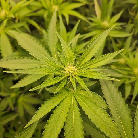 Critical (RQS) indoor growlog timeline photo
