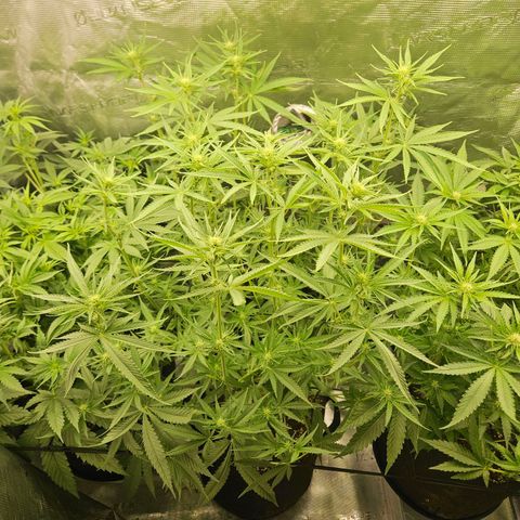Biscotti (RQS) indoor  growlog timeline photo