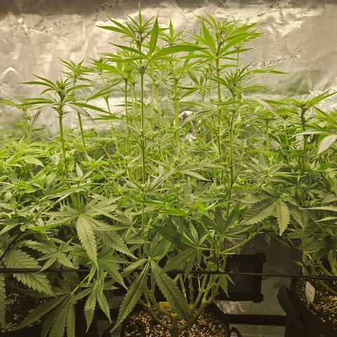 Biscotti (RQS) indoor  growlog timeline photo