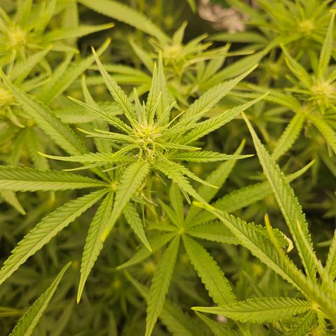 Biscotti (RQS) indoor  growlog timeline photo
